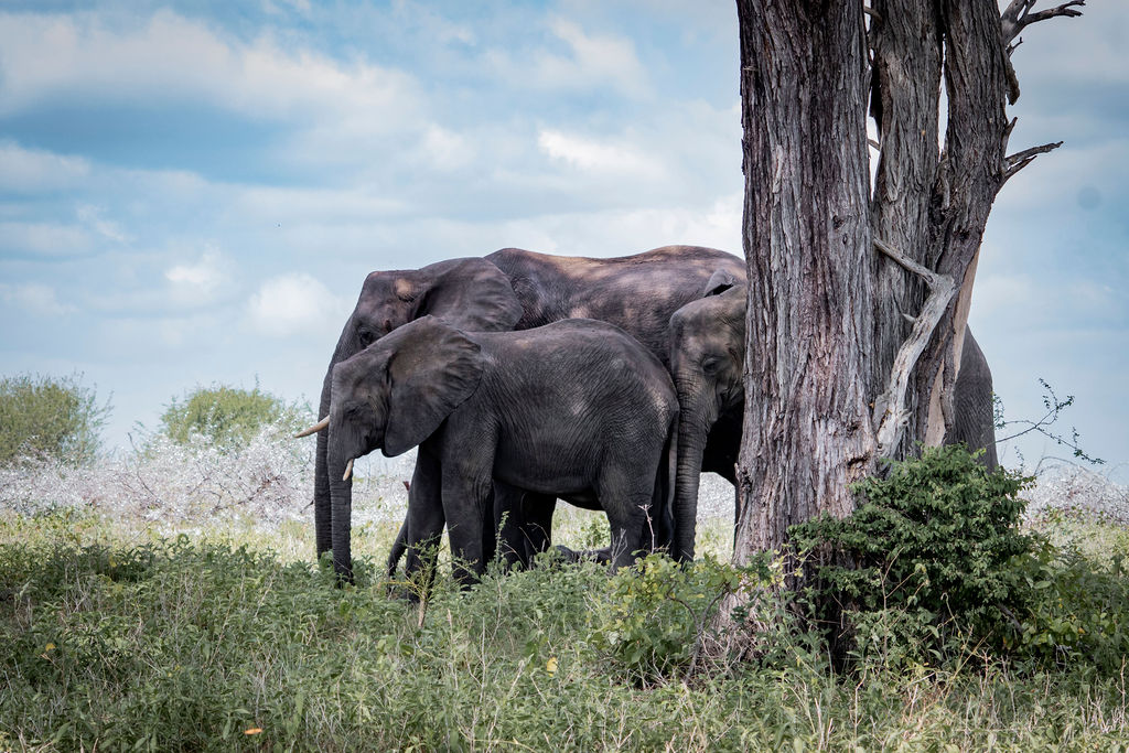 Guided Walking Safari Ranger